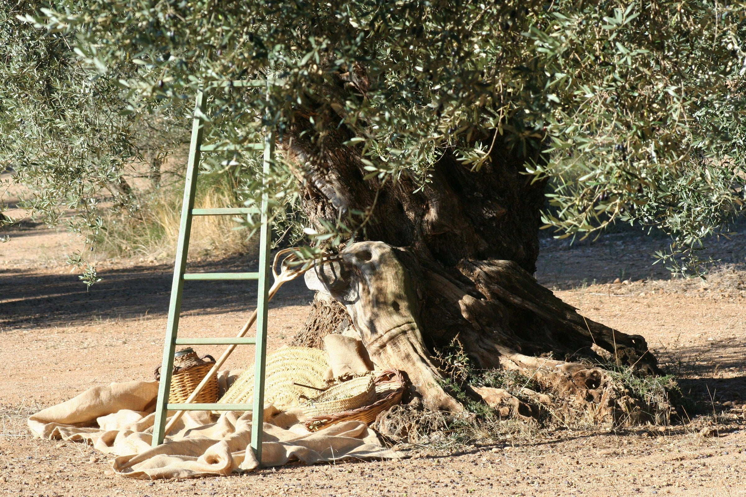 Because we love the olive trees