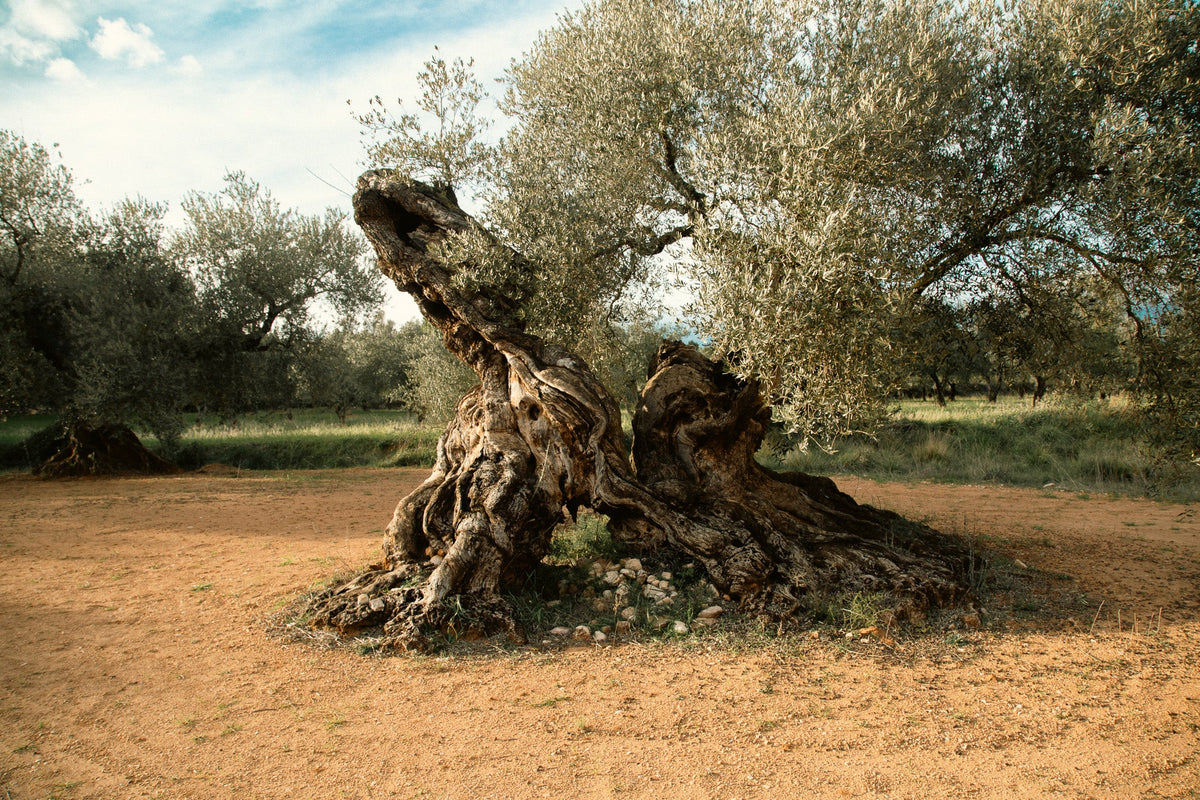 How to choose your EL POAIG olive oil