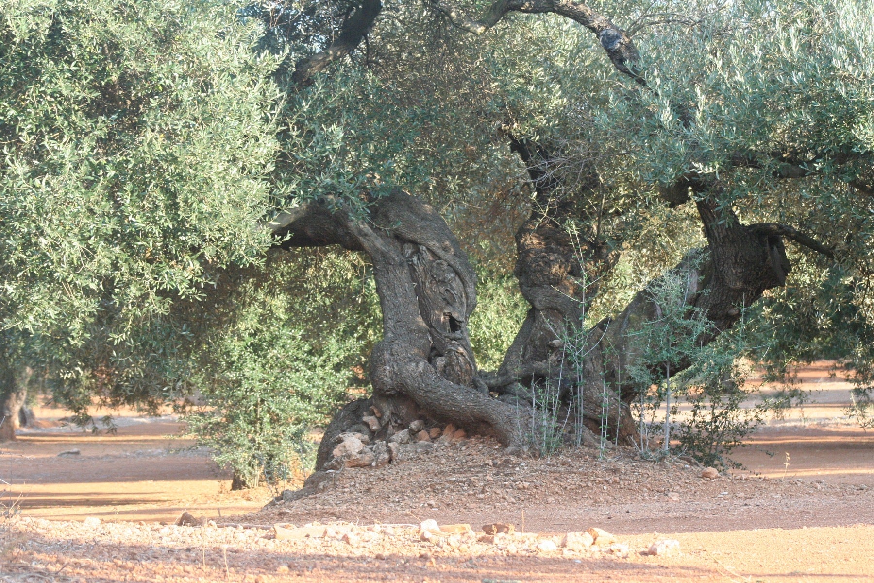 Olivo milenario conservado en su paisaje