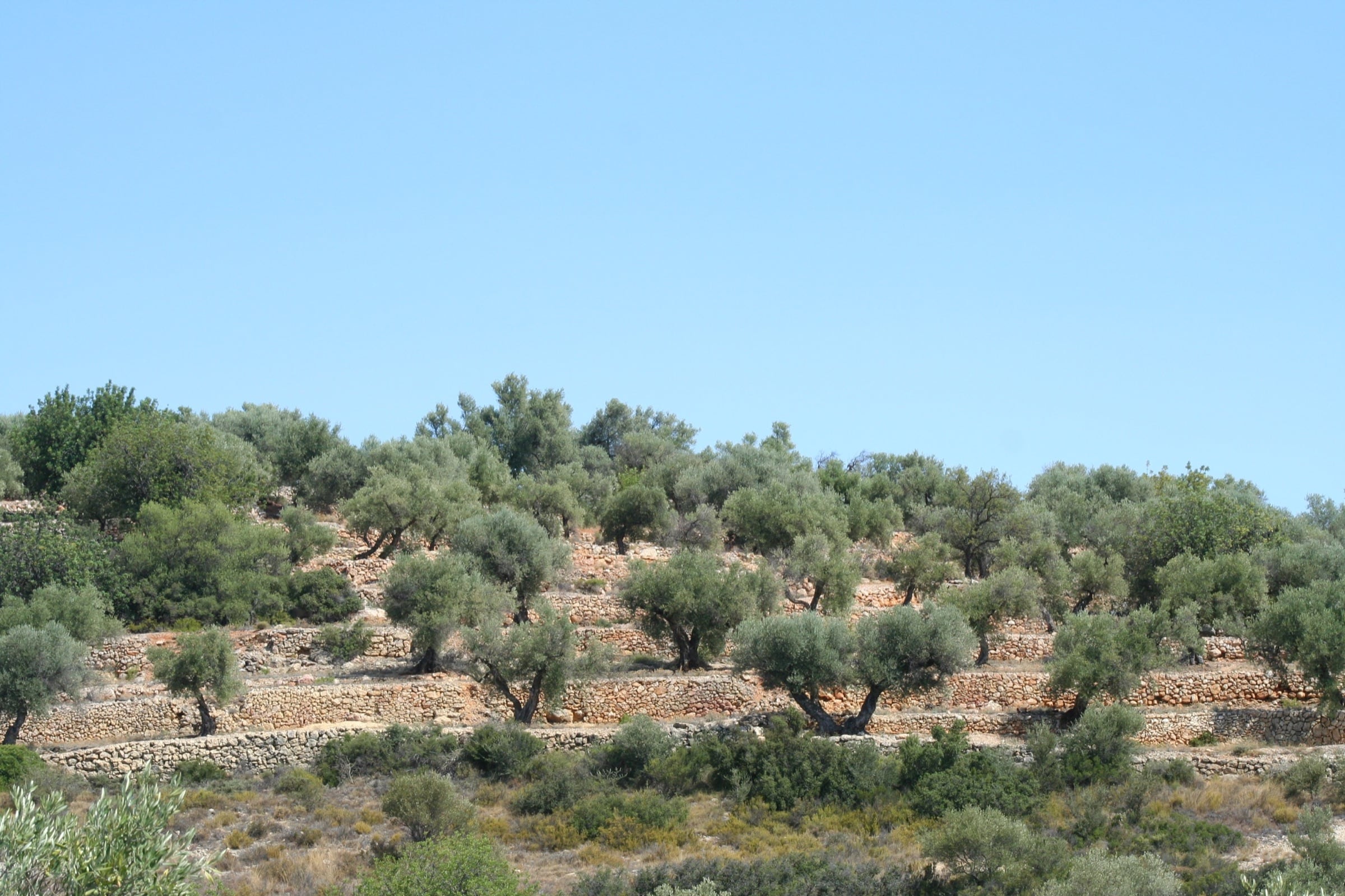 Terrazas y bancales de piedra seca en el Maestrat