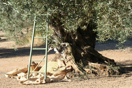 Because we love the olive trees - elpoaig