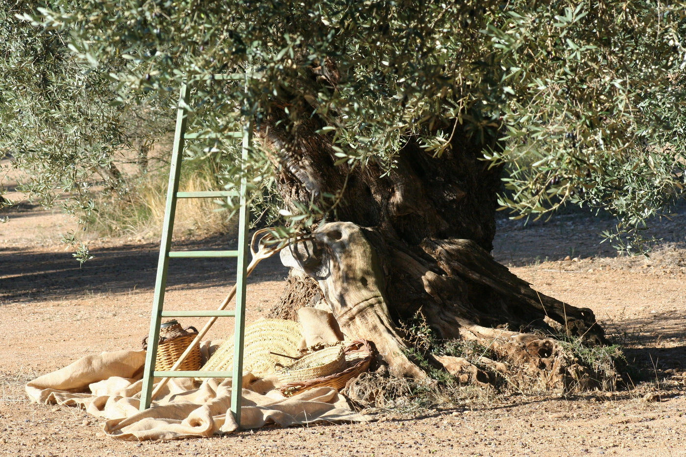 Because we love the olive trees