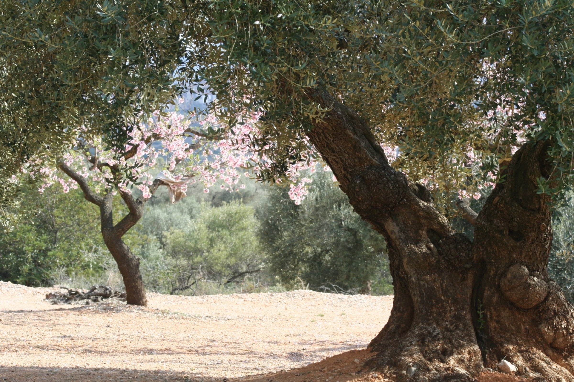 Olivo Farga en el Maestrat