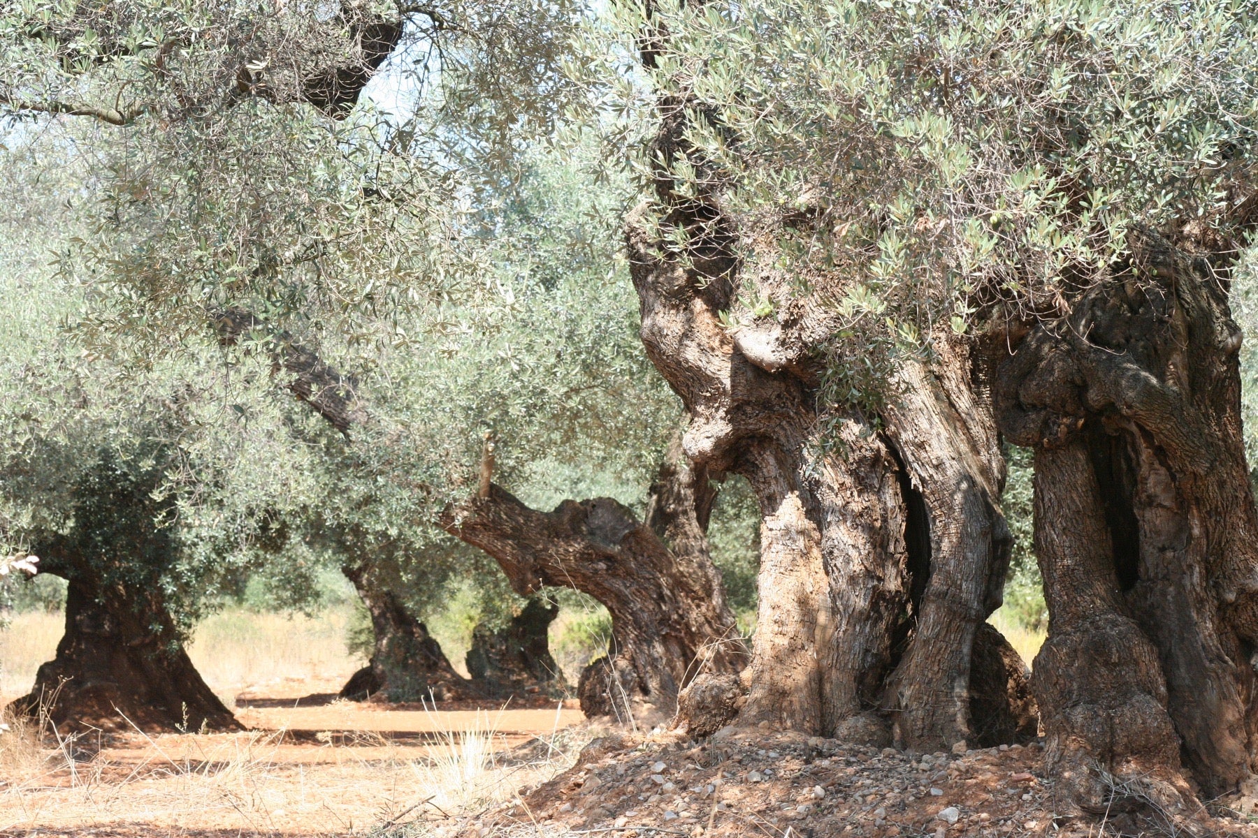 Olivos milenarios Farga en el Maestrat