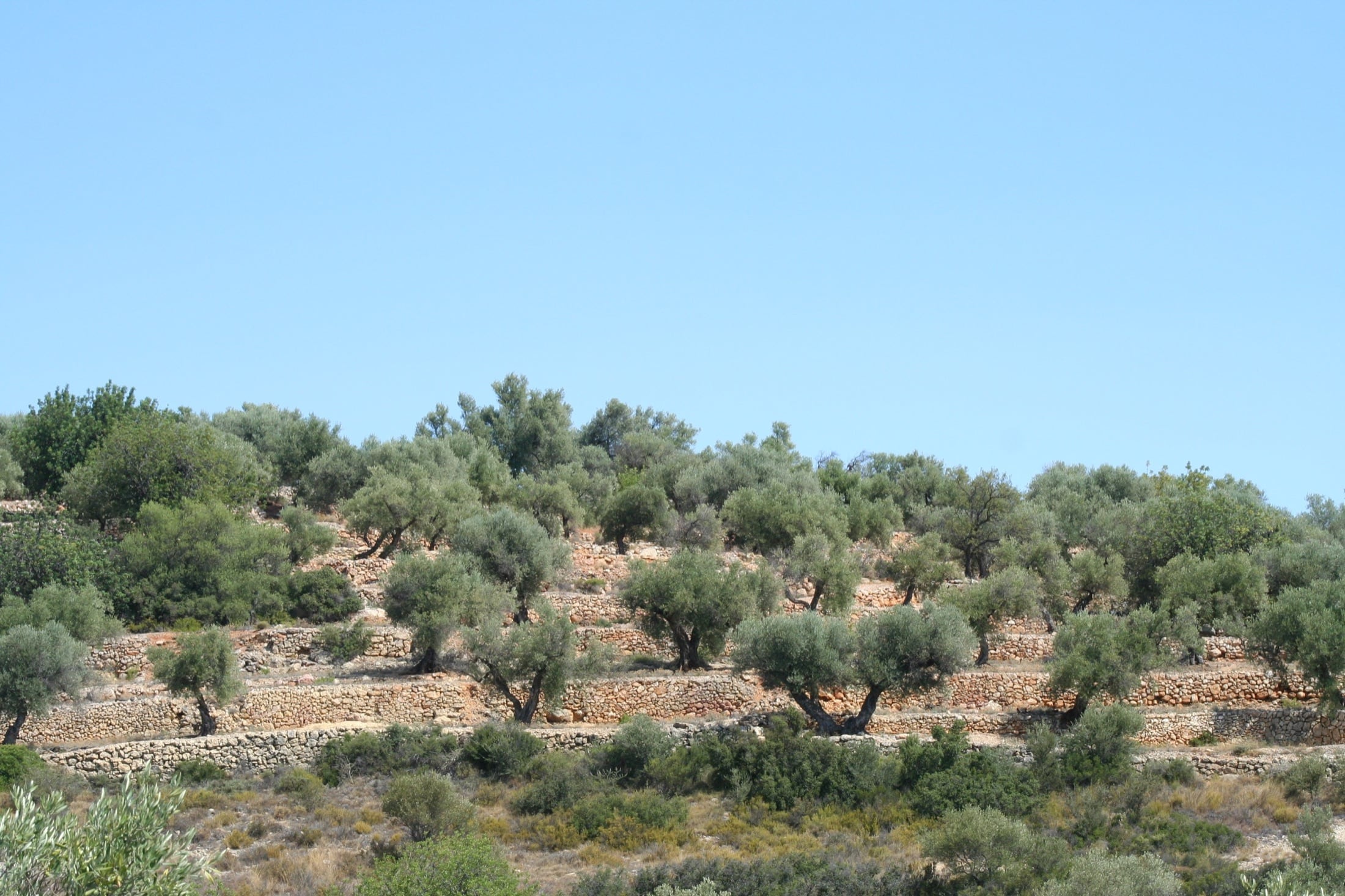 Bancales de piedra seca del Maestrat