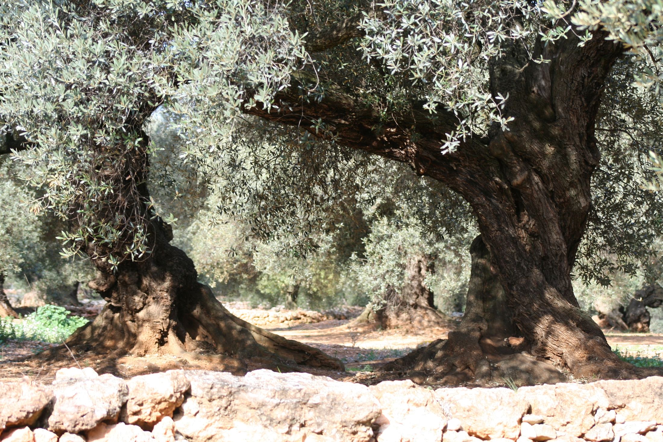 Olivar milenario y muros de piedra seca en el Maestrat