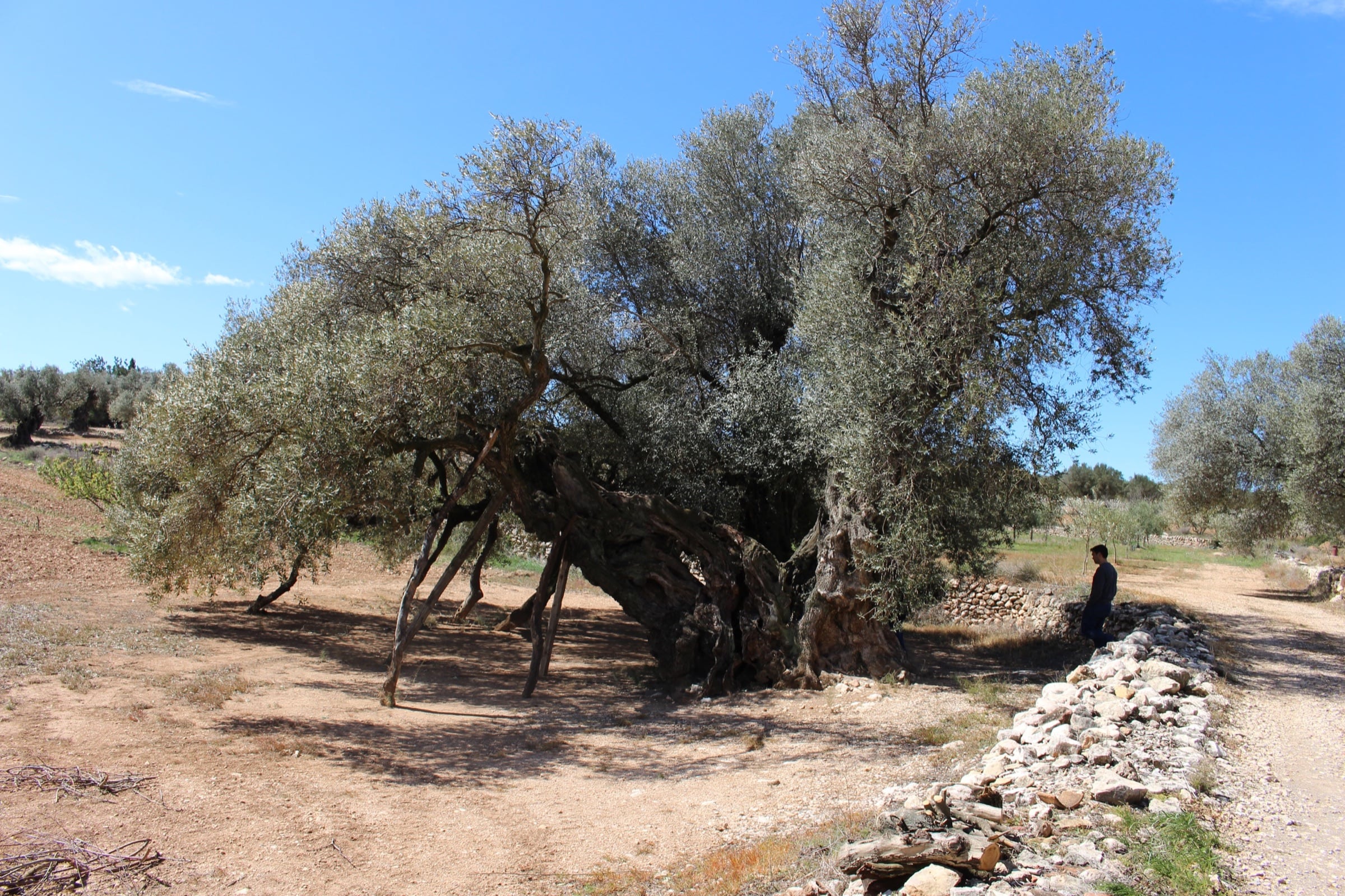 Olivos y piedra seca en el Maestrat